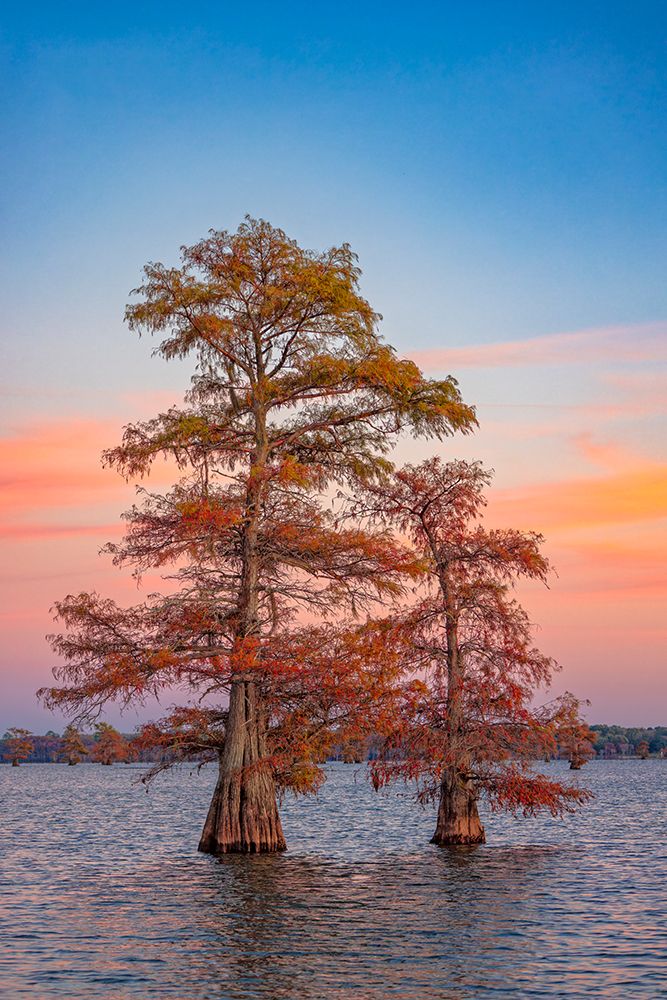 Stand of bald cypress trees at sunset, Caddo Lake, Texas. art print by Adam Jones for $57.95 CAD