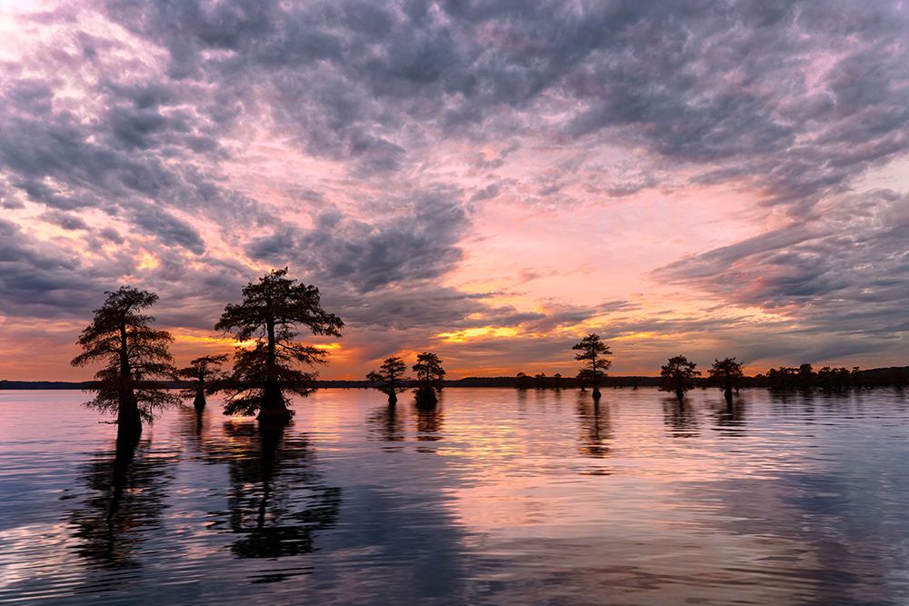 Sunset and silhouetted bald cypress trees, Caddo Lake, Texas. Worlds largest bald cypress forest. art print by Adam Jones for $57.95 CAD