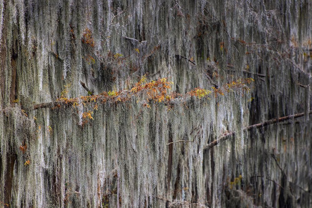 Autumn colors on Caddo Lake, Texas. Worlds largest bald cypress forest. art print by Adam Jones for $57.95 CAD