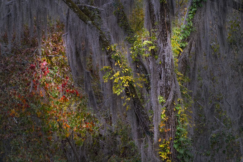 Autumn colors on Caddo Lake, Texas. Worlds largest bald cypress forest. art print by Adam Jones for $57.95 CAD