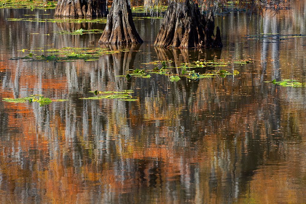 Autumn colors on Caddo Lake, Texas. Worlds largest bald cypress forest. art print by Adam Jones for $57.95 CAD
