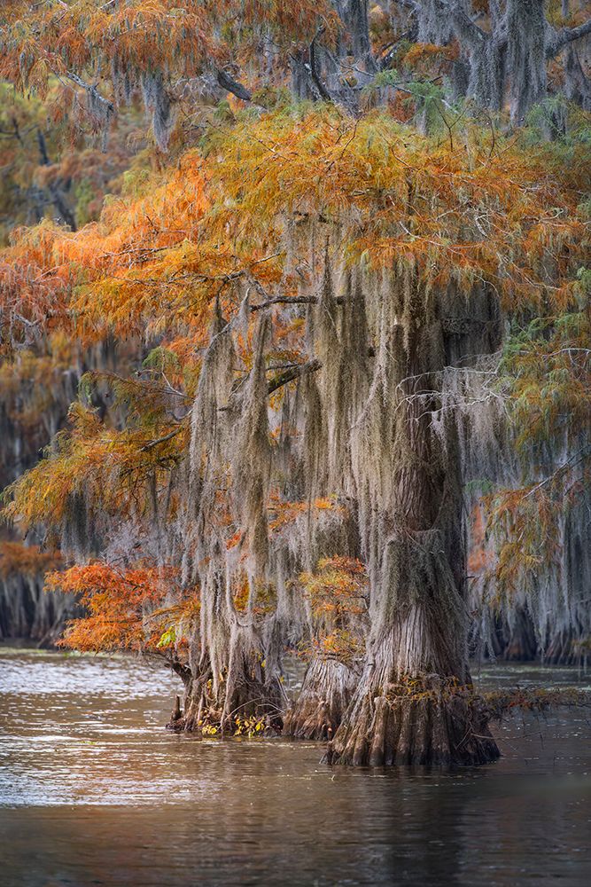 Autumn colors on Caddo Lake, Texas. Worlds largest bald cypress forest. art print by Adam Jones for $57.95 CAD