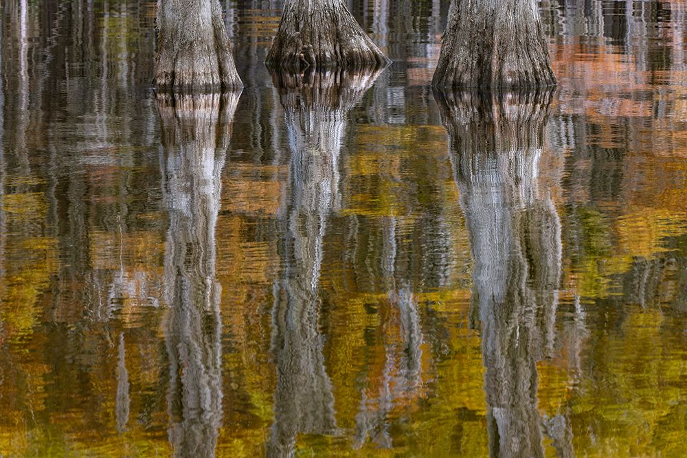 Autumn colors on Caddo Lake, Texas. Worlds largest bald cypress forest. art print by Adam Jones for $57.95 CAD
