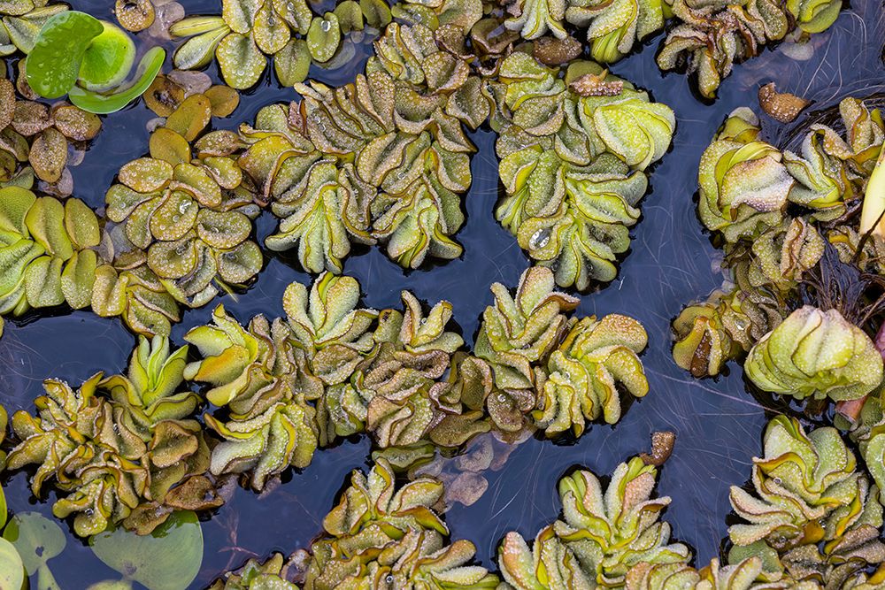 Pattern in salvinia, an invasive species, Caddo Lake, Texas. art print by Adam Jones for $57.95 CAD
