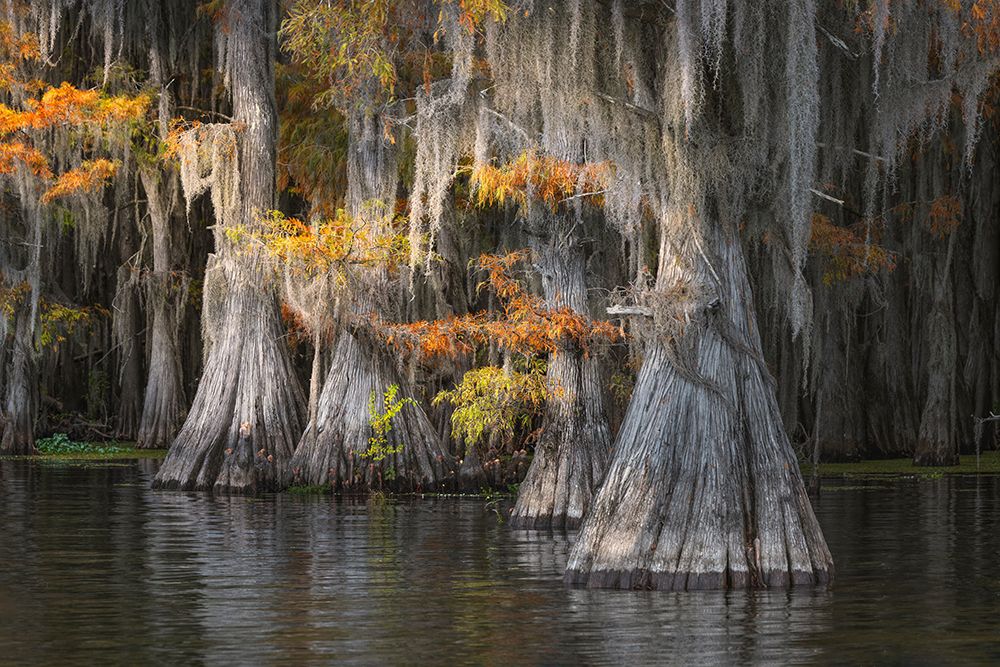 Autumn colors on Caddo Lake, Texas. Worlds largest bald cypress forest. art print by Adam Jones for $57.95 CAD