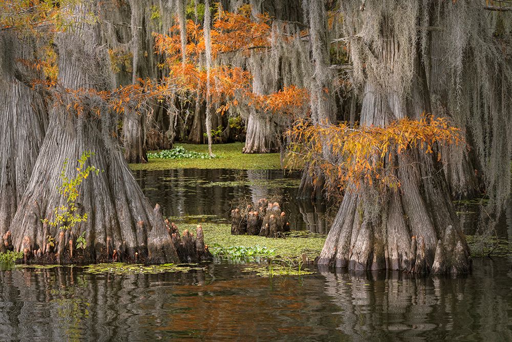 Autumn colors on Caddo Lake, Texas. Worlds largest bald cypress forest. art print by Adam Jones for $57.95 CAD