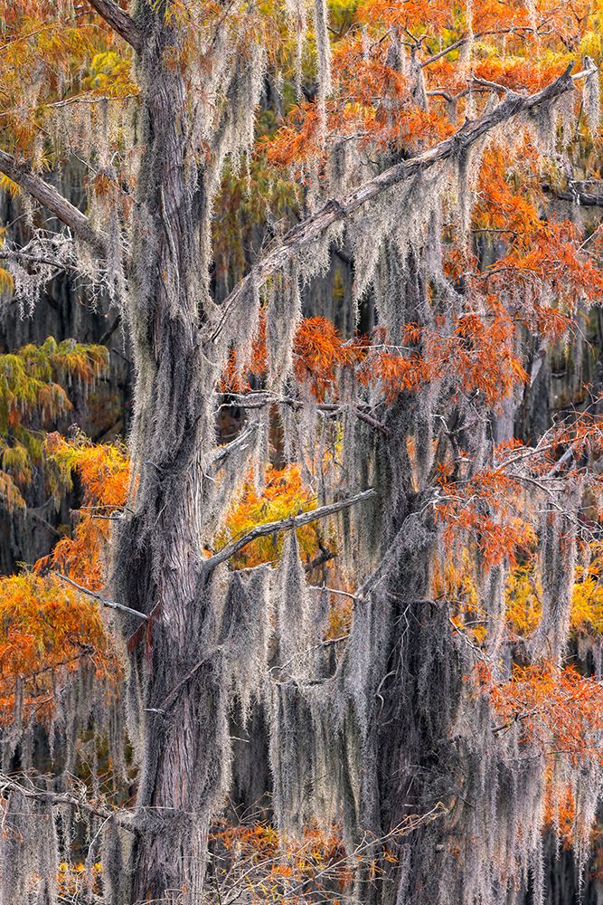 Autumn colors on Caddo Lake, Texas. Worlds largest bald cypress forest. art print by Adam Jones for $57.95 CAD