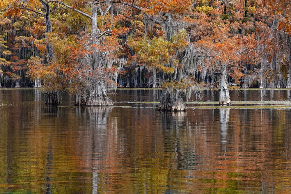 Autumn colors on Caddo Lake, Texas. Worlds largest bald cypress forest. art print by Adam Jones for $57.95 CAD