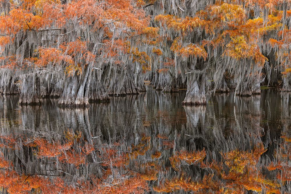 Autumn colors on Caddo Lake, Texas. Worlds largest bald cypress forest. art print by Adam Jones for $57.95 CAD