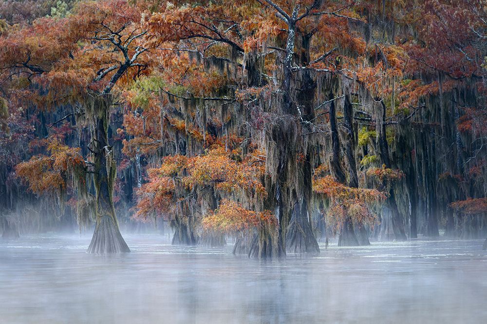 Autumn colors on Caddo Lake, Texas. Worlds largest bald cypress forest. art print by Adam Jones for $57.95 CAD