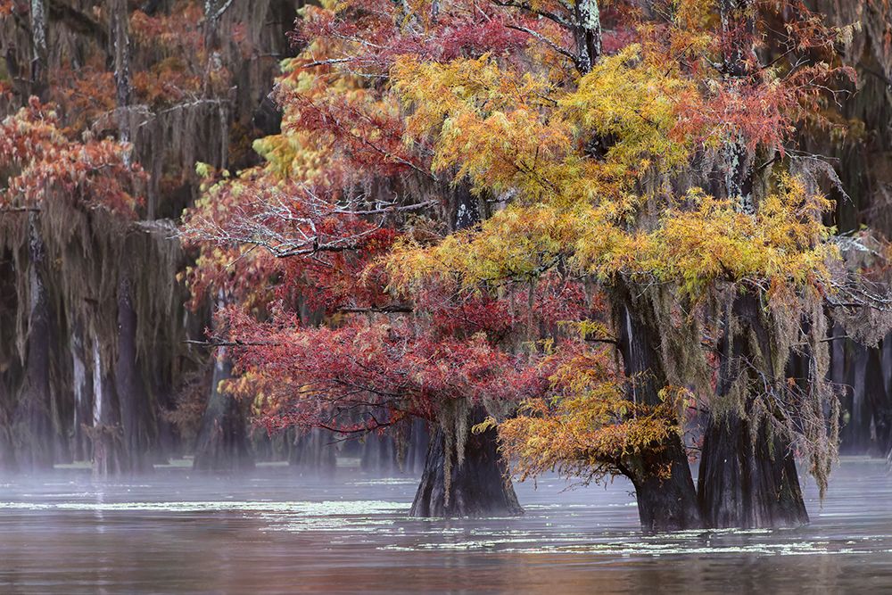 Autumn colors on Caddo Lake, Texas. Worlds largest bald cypress forest. art print by Adam Jones for $57.95 CAD