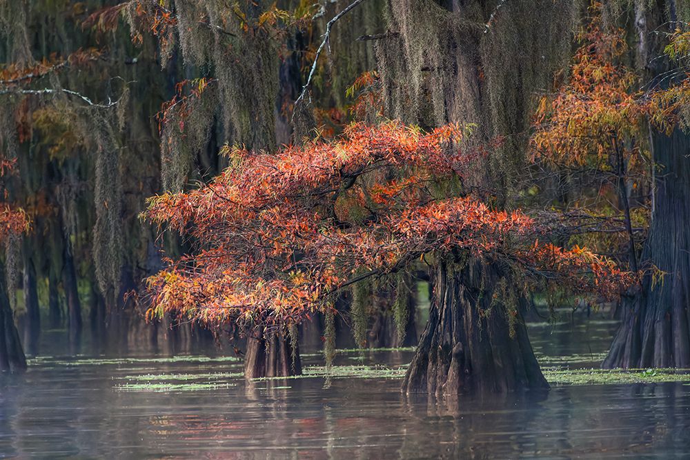 Autumn colors on Caddo Lake, Texas. Worlds largest bald cypress forest. art print by Adam Jones for $57.95 CAD