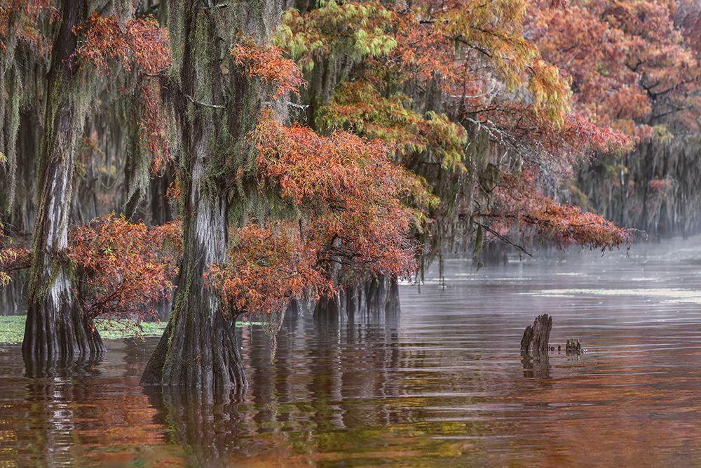 Autumn colors on Caddo Lake, Texas. Worlds largest bald cypress forest. art print by Adam Jones for $57.95 CAD