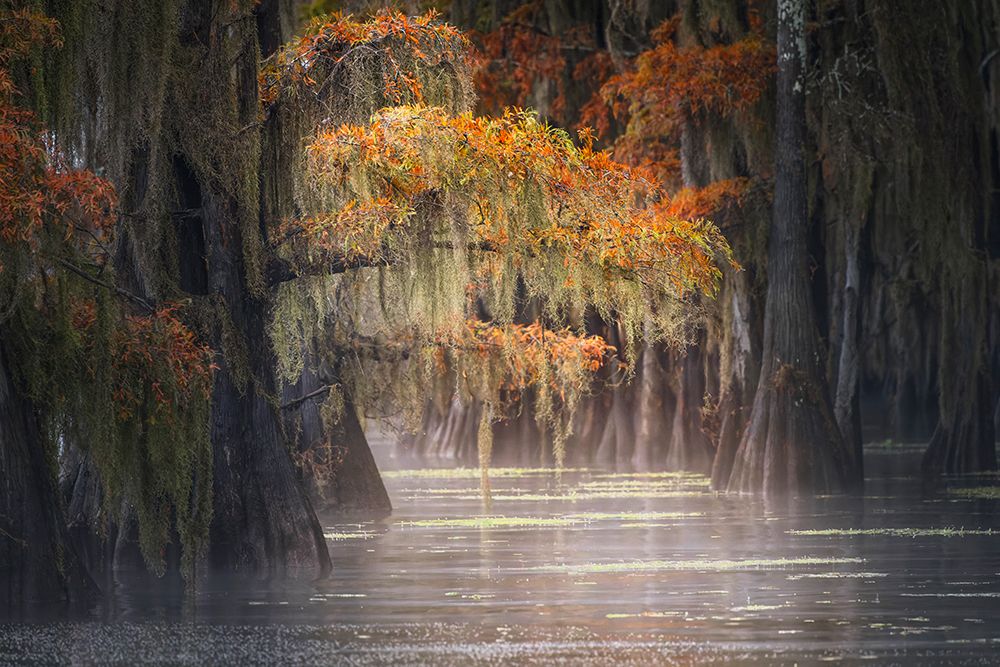 Autumn colors on Caddo Lake, Texas. Worlds largest bald cypress forest. art print by Adam Jones for $57.95 CAD