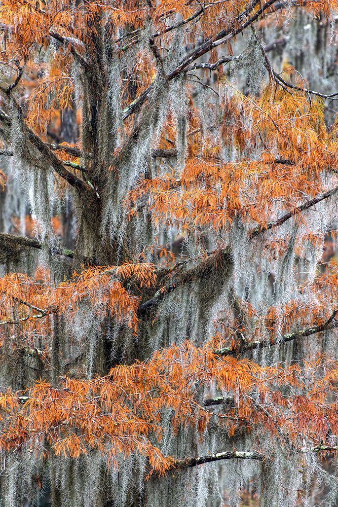 Autumn colors on Caddo Lake, Texas. Worlds largest bald cypress forest. art print by Adam Jones for $57.95 CAD