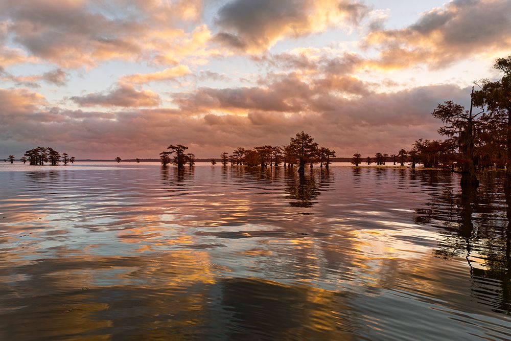 Bald cypress trees silhouetted at sunset, Caddo Lake, Texas. Worlds largest bald cypress forest. art print by Adam Jones for $57.95 CAD