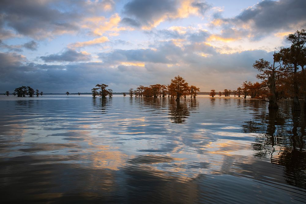 Bald cypress trees silhouetted at sunset, Caddo Lake, Texas. Worlds largest bald cypress forest. art print by Adam Jones for $57.95 CAD
