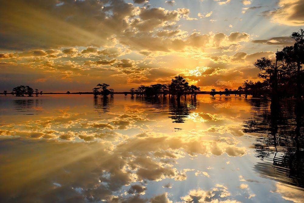 Bald cypress trees silhouetted at sunset, Caddo Lake, Texas. Worlds largest bald cypress forest. art print by Adam Jones for $57.95 CAD