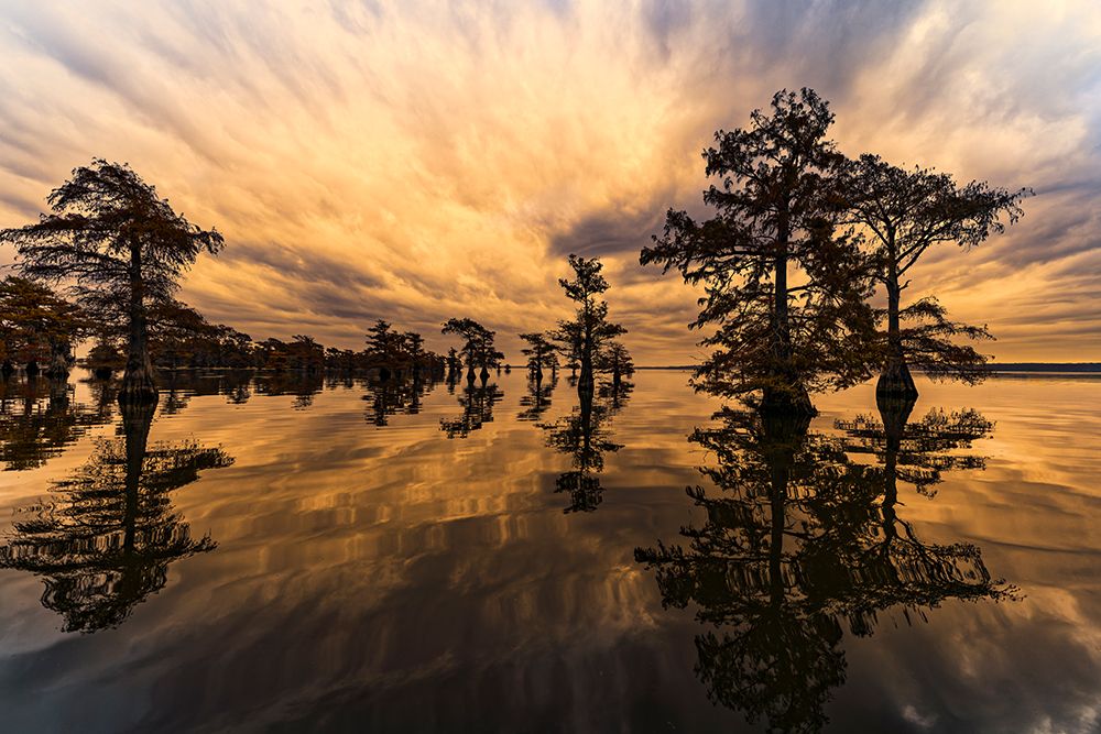 Bald cypress trees silhouetted at sunset, Caddo Lake, Texas. Worlds largest bald cypress forest. art print by Adam Jones for $57.95 CAD