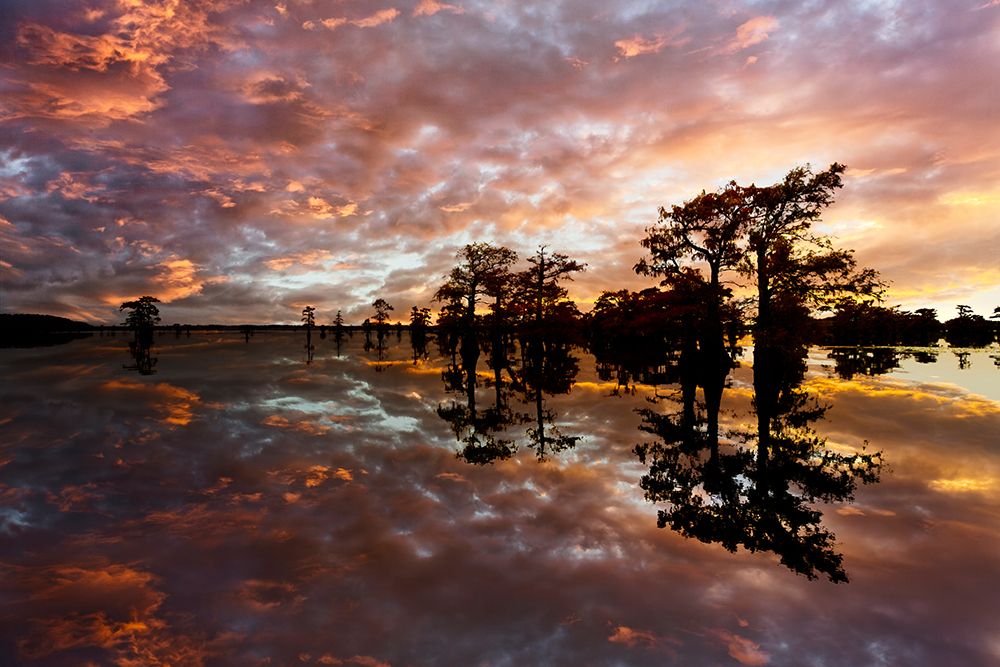 Bald cypress trees silhouetted at sunset, Caddo Lake, Texas. Worlds largest bald cypress forest. art print by Adam Jones for $57.95 CAD