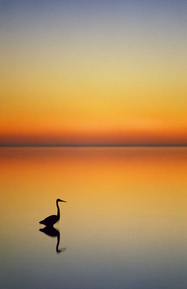 Texas, Port Aransas, Great Blue Heron at sunset art print by Nancy Rotenberg for $57.95 CAD