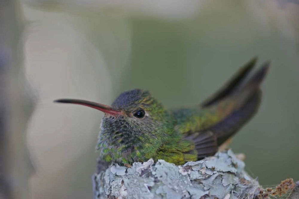 TX, Raymondville Buff-bellied hummingbird sits art print by Arthur Morris for $57.95 CAD