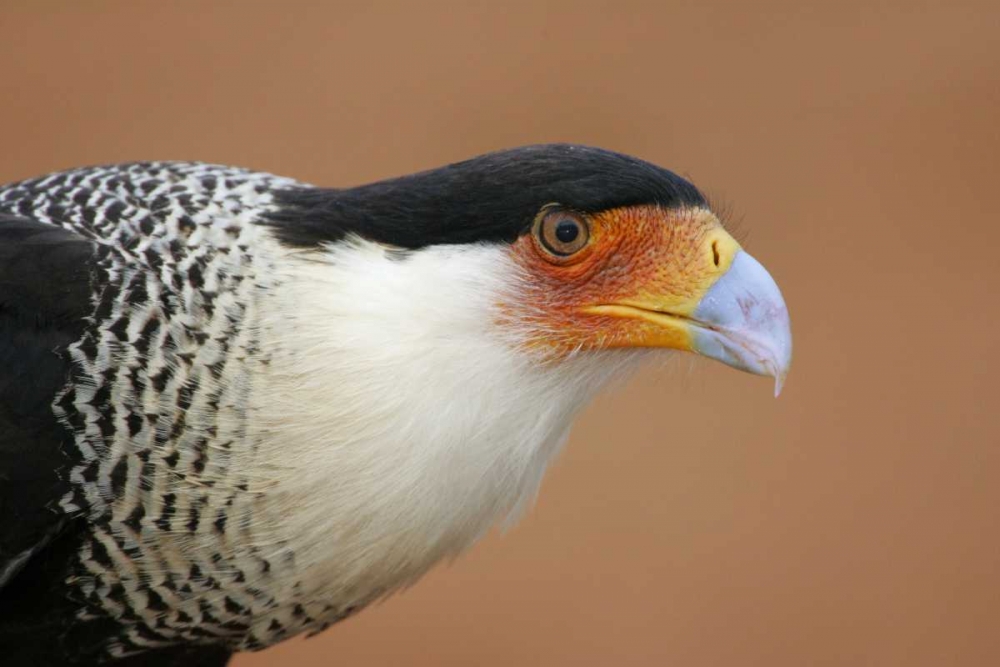 TX, Linn Crested caracara head against red dirt art print by Arthur Morris for $57.95 CAD