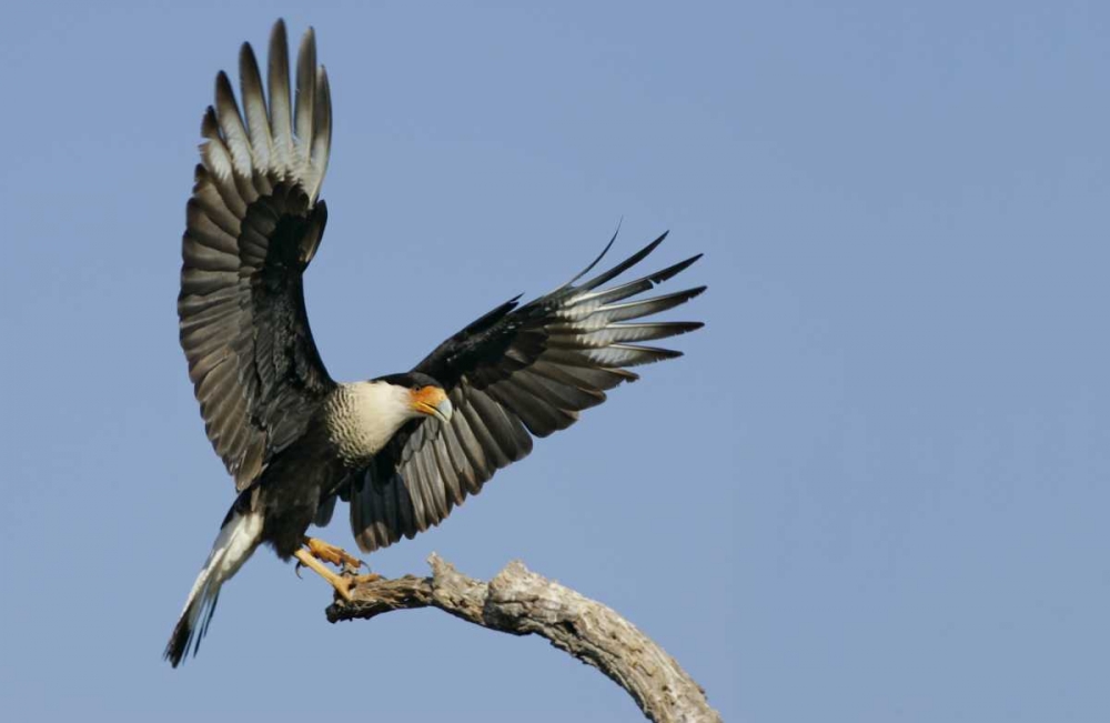 TX, Linn, Cozad Ranch Crested caracara landing art print by Arthur Morris for $57.95 CAD