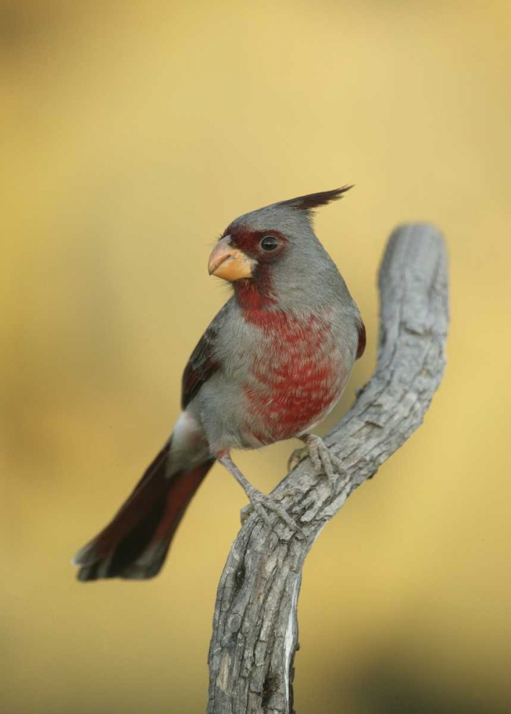Texas, Roma Phyrrhuloxia bird on tree branch art print by Arthur Morris for $57.95 CAD