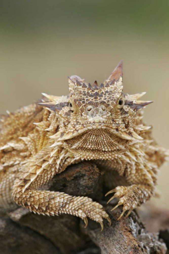 TX, Linn, Cozad Ranch Horned lizard on a stump art print by Arthur Morris for $57.95 CAD