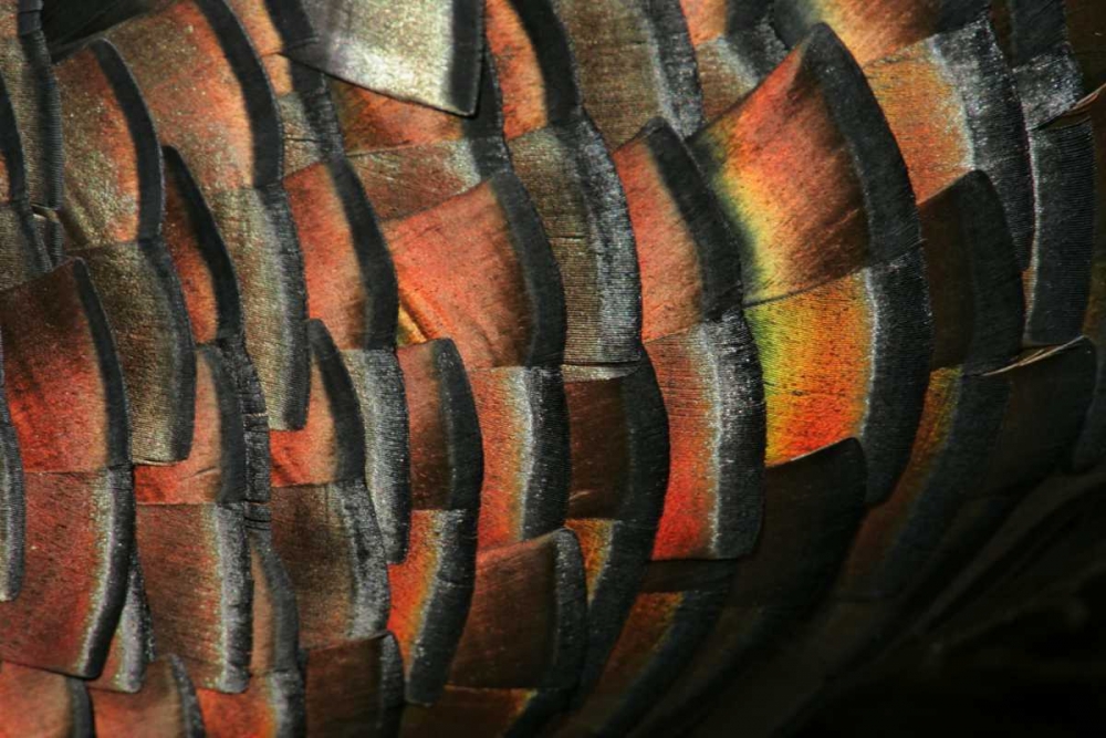 TX, Hidalgo Co Wild turkey feather art print by Arthur Morris for $57.95 CAD