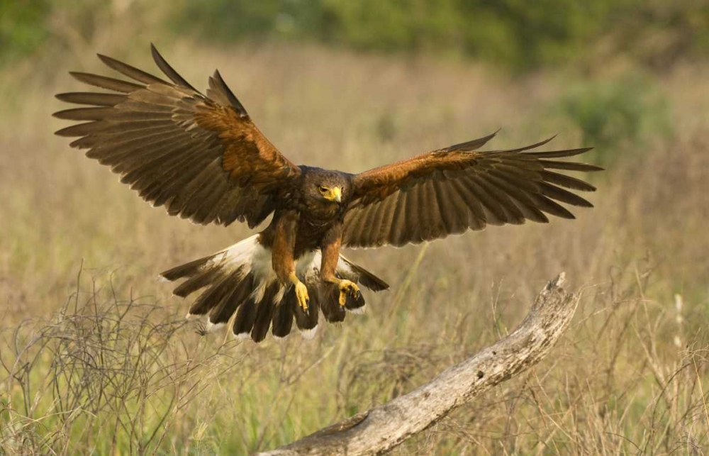 TX, Edinburgh Harris hawk in flight landing art print by Dave Welling for $57.95 CAD