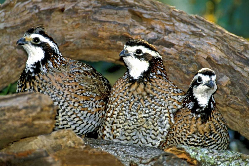 TX, McAllen Northern bobwhite males under log art print by Dave Welling for $57.95 CAD