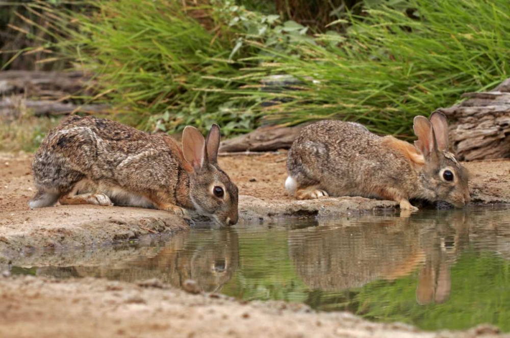 TX, Starr Co, Pair of cottontail rabbits drink art print by Cathy and Gordon Illg for $57.95 CAD