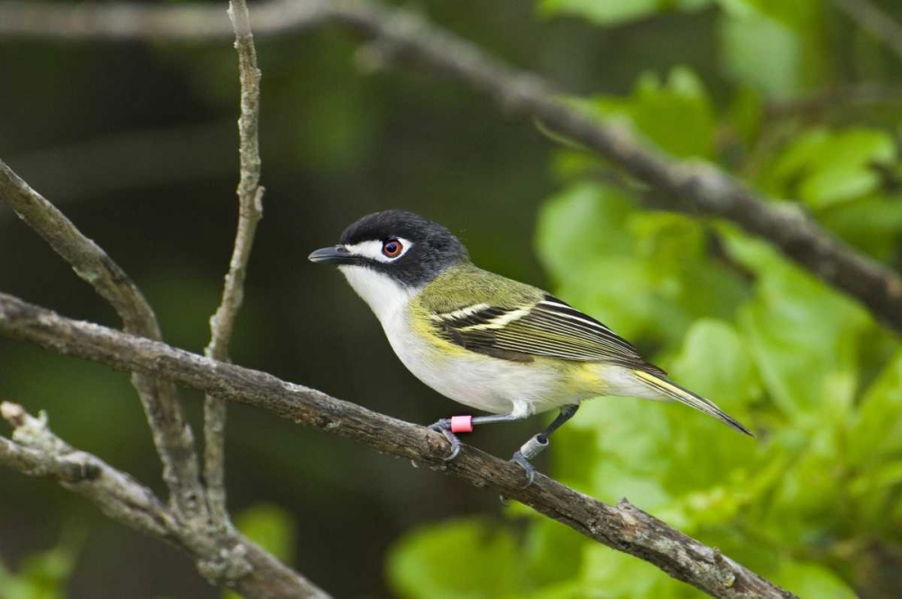 TX, Balcones Canyonlands NWR Black-capped vireo art print by Dave Welling for $57.95 CAD