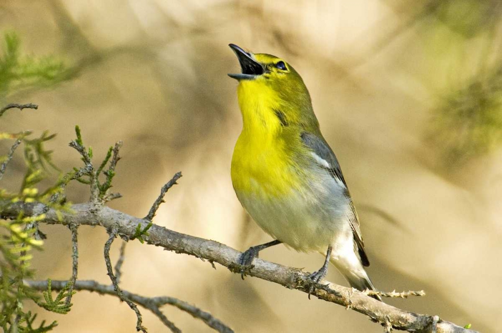 TX, Balcones Canyon Yellow-throated vireo sings art print by Dave Welling for $57.95 CAD
