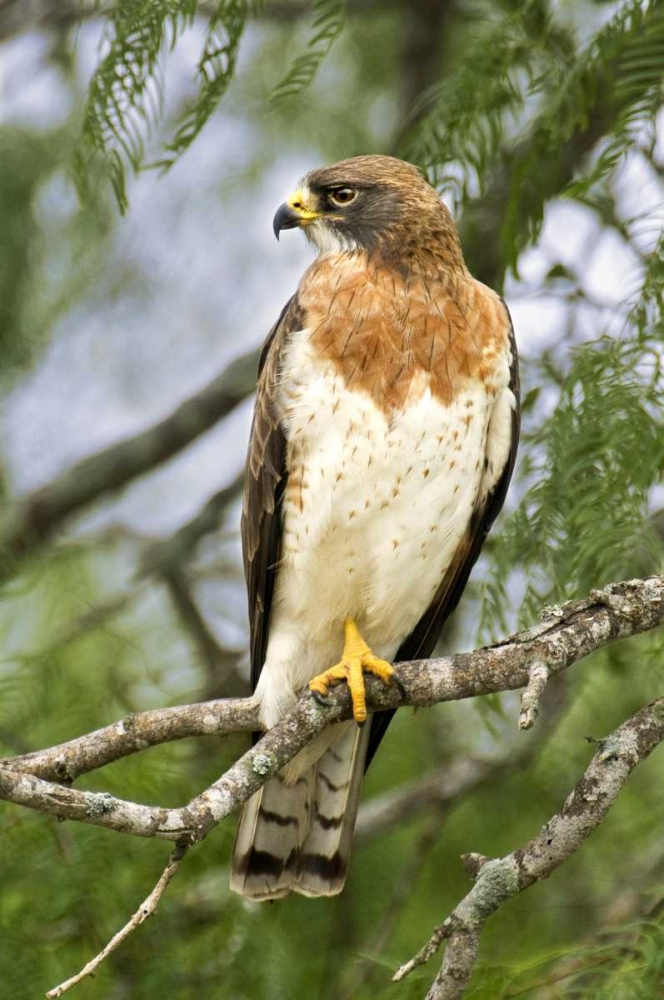 TX, Edinburgh Swainsons hawk on tree limb art print by Dave Welling for $57.95 CAD