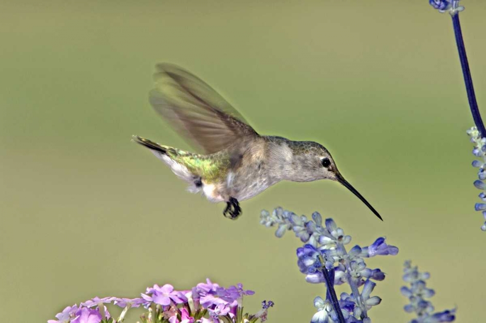 TX, Hill Co Female black-chinned hummingbird art print by Dave Welling for $57.95 CAD