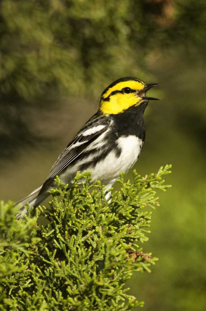 TX, Hill Country, Golden-cheek warbler singing art print by Dave Welling for $57.95 CAD