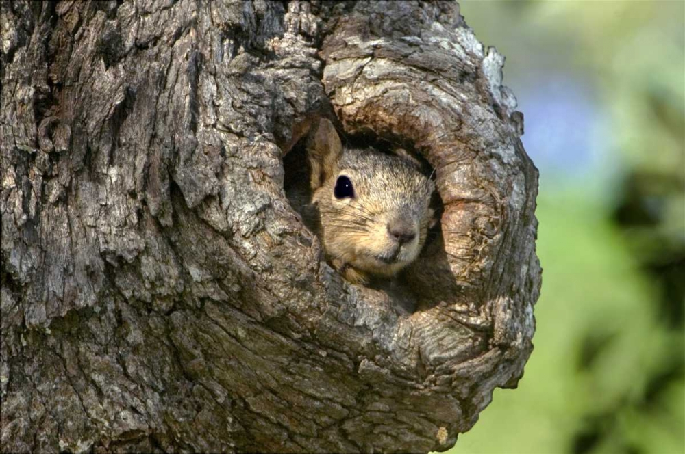 TX, Hill Country Eastern fox squirrel in tree art print by Dave Welling for $57.95 CAD