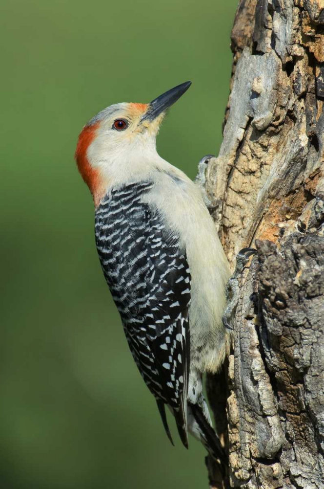 TX, Lipscomb Red-bellied woodpecke on stump art print by Dave Welling for $57.95 CAD
