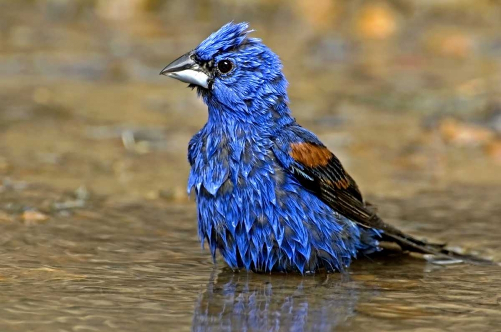 TX, McAllen Male blue grosbeak bathing art print by Dave Welling for $57.95 CAD