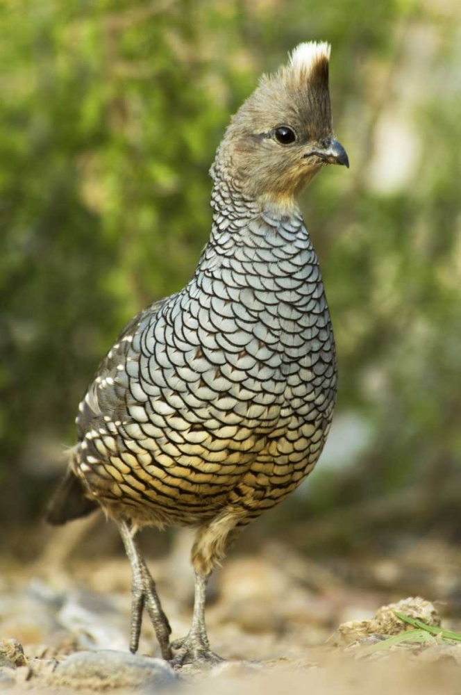 TX, McAllen Wild scaled quail foraging for food art print by Dave Welling for $57.95 CAD