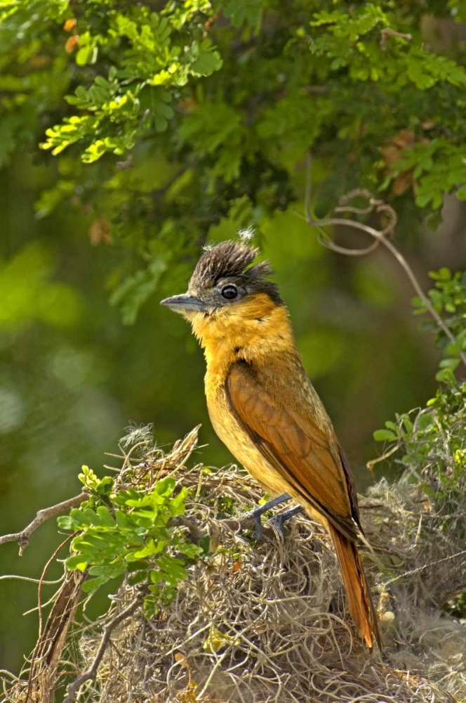 TX, Santa Ana NWR Rose-throated becard on nest art print by Dave Welling for $57.95 CAD