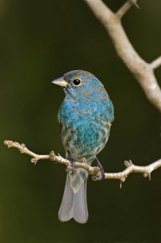 TX, South Padre Island Indigo bunting on branch art print by Dave Welling for $57.95 CAD