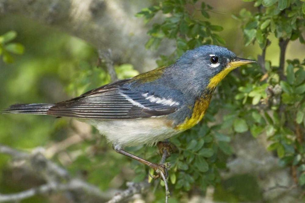 TX, South Padre Island Northern parula on tree art print by Dave Welling for $57.95 CAD