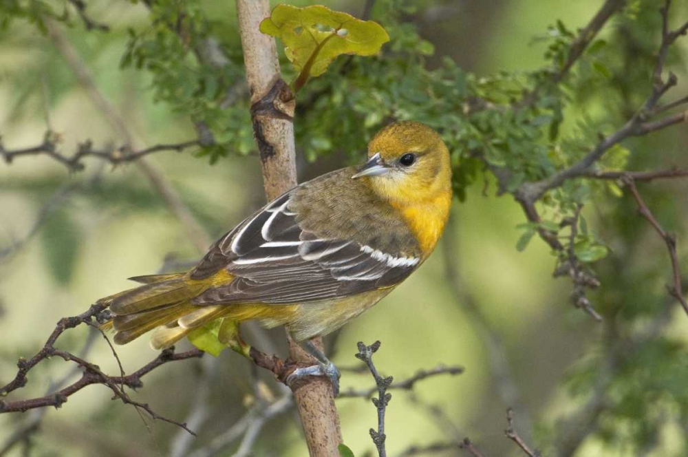 TX, South Padre Island, Female Baltimore oriole art print by Dave Welling for $57.95 CAD