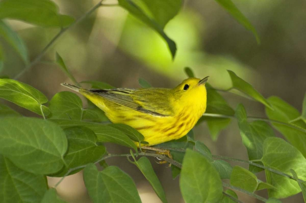 TX, South Padre Island Yellow warbler in shrubs art print by Dave Welling for $57.95 CAD