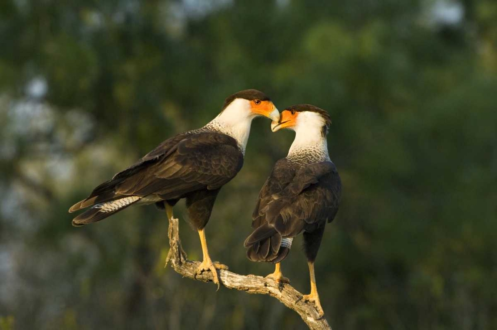 TX, Starr Co, Crested caracara pair on dead snag art print by Dave Welling for $57.95 CAD