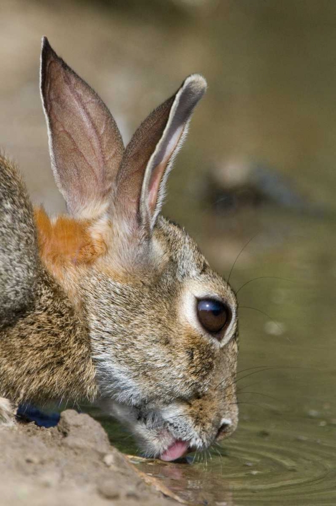 TX, Starr Co, Desert cottontail rabbit drinking art print by Dave Welling for $57.95 CAD
